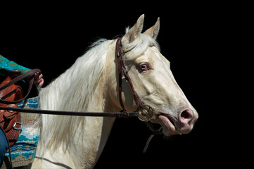 Wall Mural - perlino quarter horse head isolated on black background