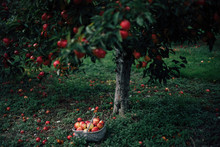 A Basket Full Of Apples In An Orchard