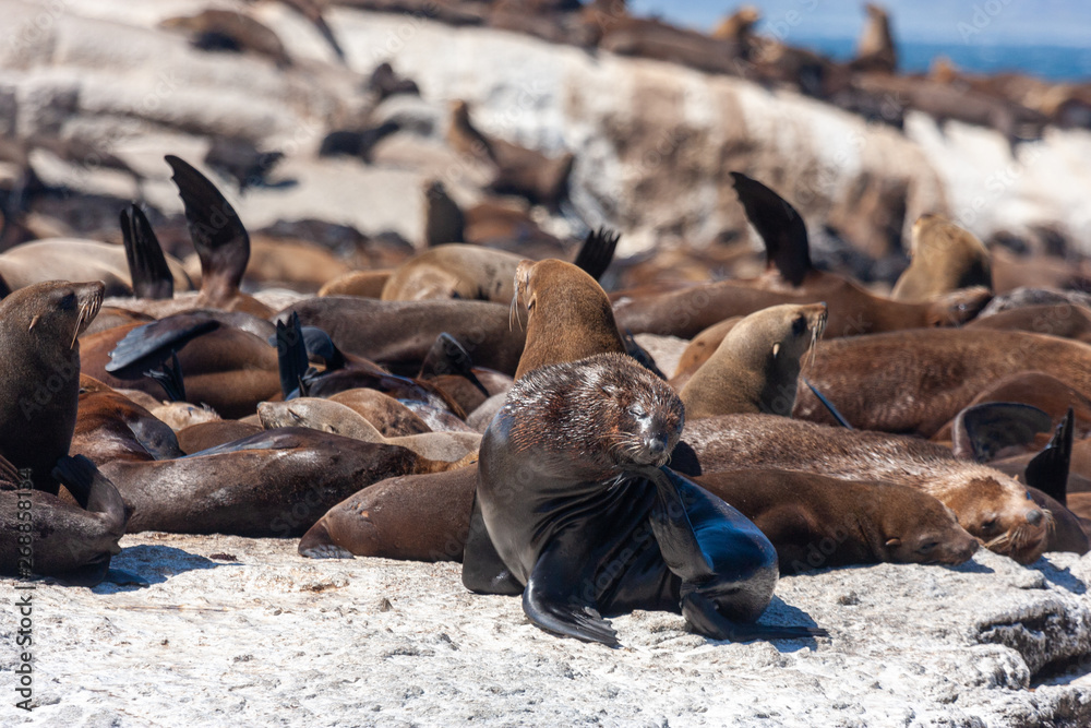 seal-island-colony-of-the-seal-national-parks-and-nature-reserves-of