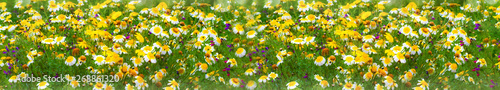 fondo de flores de colores y plantas verdes