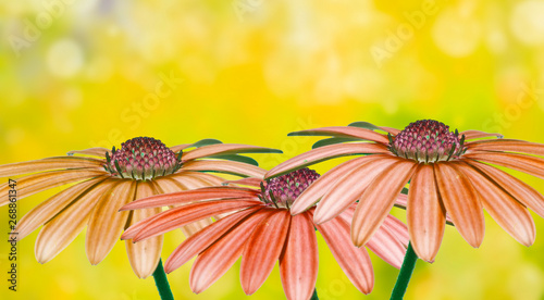 flores con un fondo con bokeh