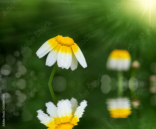 macro de una margarita blanca reflejada en el agua
