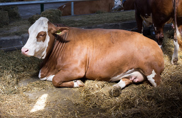 Canvas Print - Simmental cow in cowshed