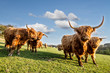 HIGHLAND CATTLE IN FARM. COW WOTH HORN. LIVE IN VILLAGE