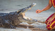 Crocodile dangerous show in Thailand