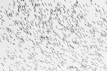 Black And White Image Of Flight Of  Wigeon Ducks