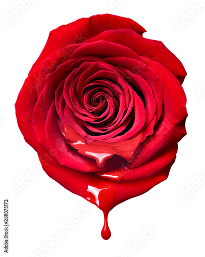 flower rose petal blossom red nature beautiful background