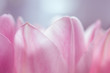 © Lea Csontos/Stocksy - Details of pink tulips