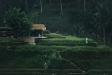 Beautiful Woman Standing In Lush Green Rice Field