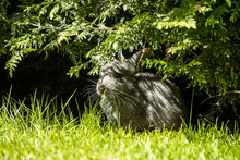 Cute Grey Rabbit Hiding Under The Green Bushes In The Park Near The Grass Field Under The Sun