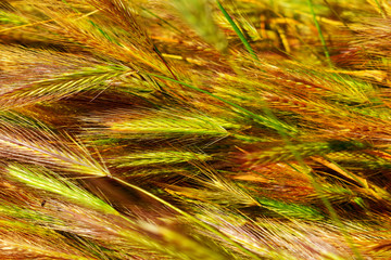 ears of wheat on black background