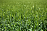 Fototapeta  - Ein grünes Getreidefeld