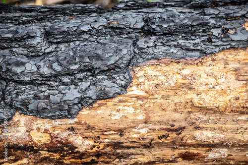 Cuadros en Lienzo Close-up of burned bark of a tree in burned forest