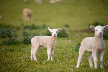 Spring Lambs And Sheep In Green Meadow