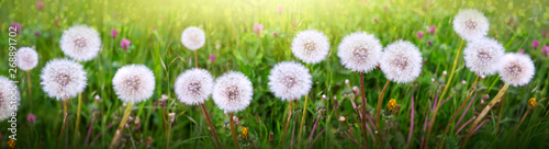 Fotografija  Macro shot on dandelion flowers isolated on green.