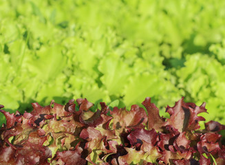 background of red and green salad