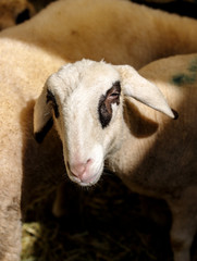 Young baby sheep next to its mother while feeding straw