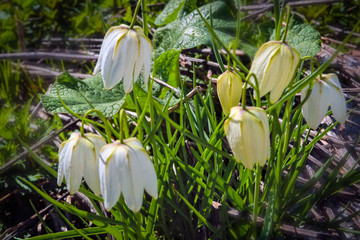 Wall Mural - Spring white flower in the form of a bell on a blurred background.