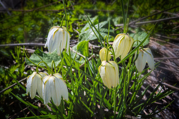 Wall Mural - Spring white flower in the form of a bell on a blurred background.