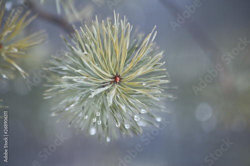 natural background, pine branch in the rain Fototapete