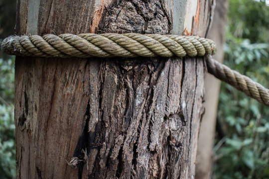 Closeup of textured tree trunk laced with rope