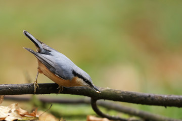 Wall Mural - Eurasian nuthatch (Sitta europaea) is a small passerine bird found throughout Eurasia