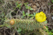 Two Little Flowers In Prickly Pear