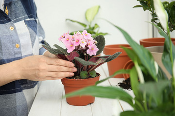 Woman transplanting home plant into new pot on window sill, closeup