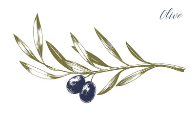 tree branch with leaves and black olives. hand drawn vector illustration. greek food sketch.