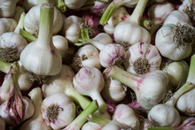 Fresh Garlic Texture Background, Close-up. Pile Of White Garlic Heads
