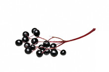 Fresh Black Elderberry  Fruit Isolated