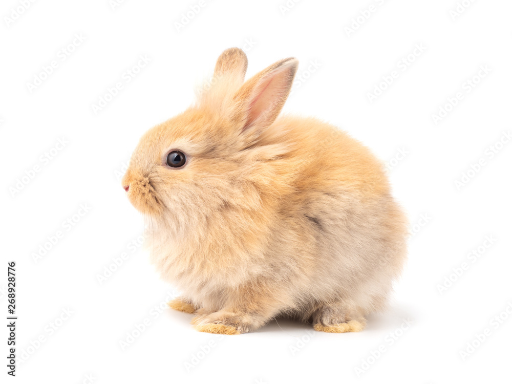 Orange-brown cute baby rabbit isolated on white background. Lovely action of young rabbit. Side view of furry rabbit sitting. - obrazy, fototapety, plakaty 