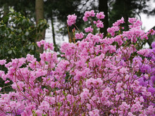 Pink Azalea Bush With Profuse Blooms