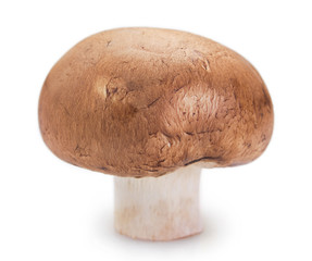 Fresh mushroom on white background