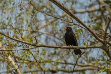 Blackbird With Yellow Beak Perching On Branch On A Sunny Spring Day. Blue Sky And Green Leaves In Background.