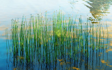 Reflection Of Aquatic Plants And Sunlight In The Water Of The Lake