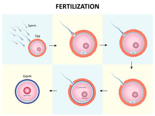 Poster - Process of human fertilization design vector ESP10