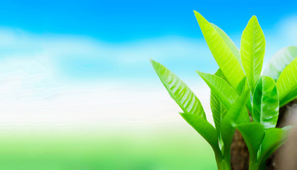 Wall Mural - world environment day concept: nature leaf green in the garden