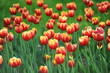 multicolored colored glade of tulips