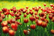 multicolored colored glade of tulips