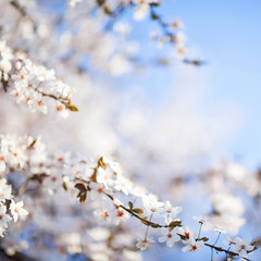 Wall Mural - Spring beauty background. Blooming white Flowers of trees on the blue sky background