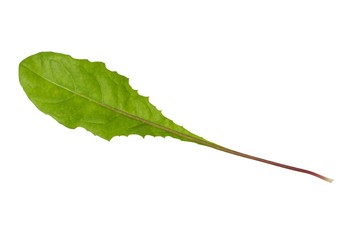 Wall Mural - green dandelion leaf