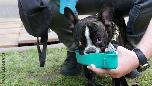 french bulldog drinking water