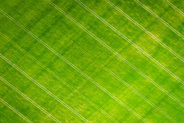 Canvas Print - Green wheat field