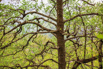 Sticker - tree, leaf and wind