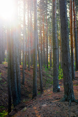 Poster - Landscape with the image of forest