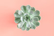 Green succulent plants pattern on pastel pink background. Flat lay, top view, copy space