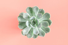 Green Succulent Plants Pattern On Pastel Pink Background. Flat Lay, Top View, Copy Space