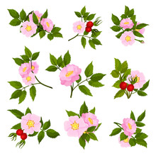 Set Of Images Of Wild Rose Flowers. Vector Illustration On White Background.