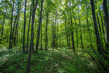 green forest in spring time